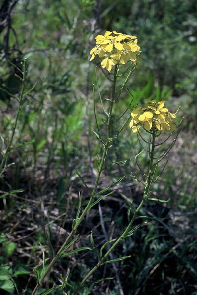 부지깽이나물 이미지