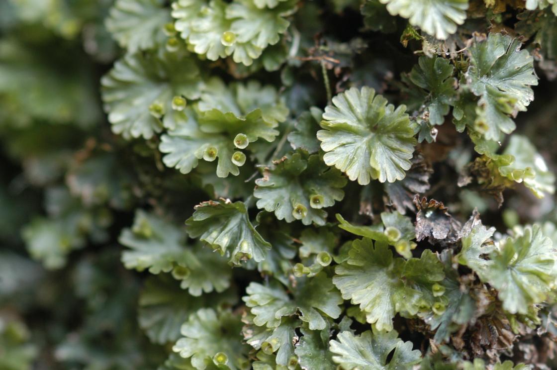 부채괴불이끼 이미지