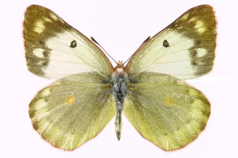 노랑나비 이미지