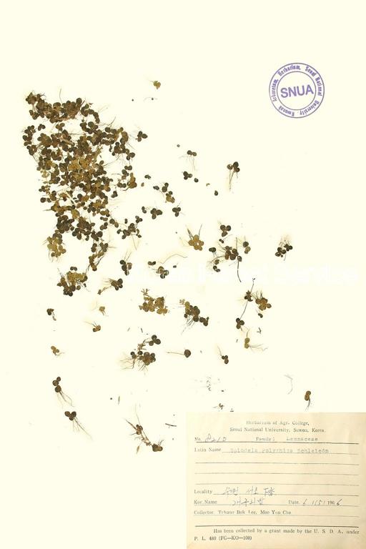 개구리밥 이미지