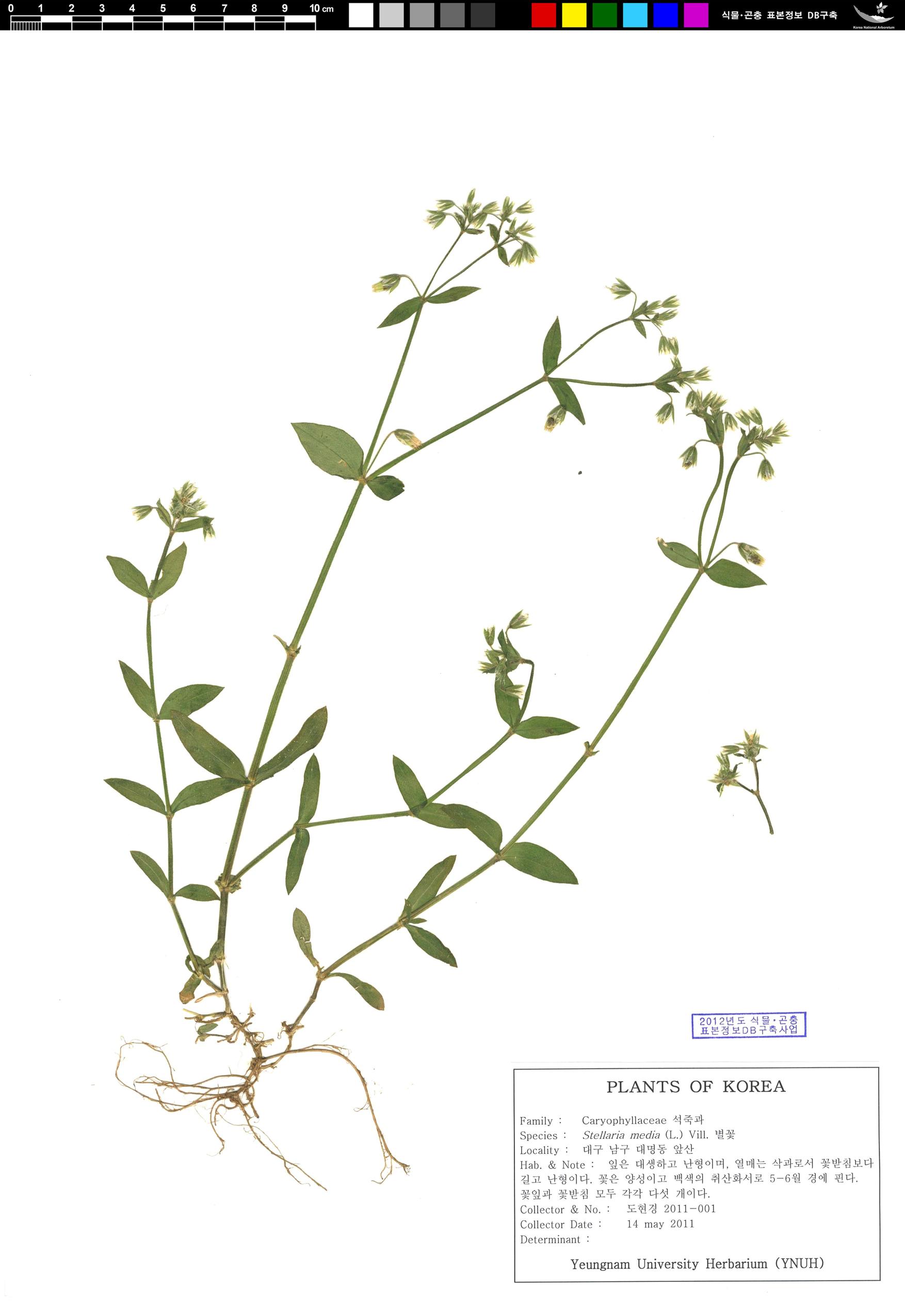 북점나도나물 이미지