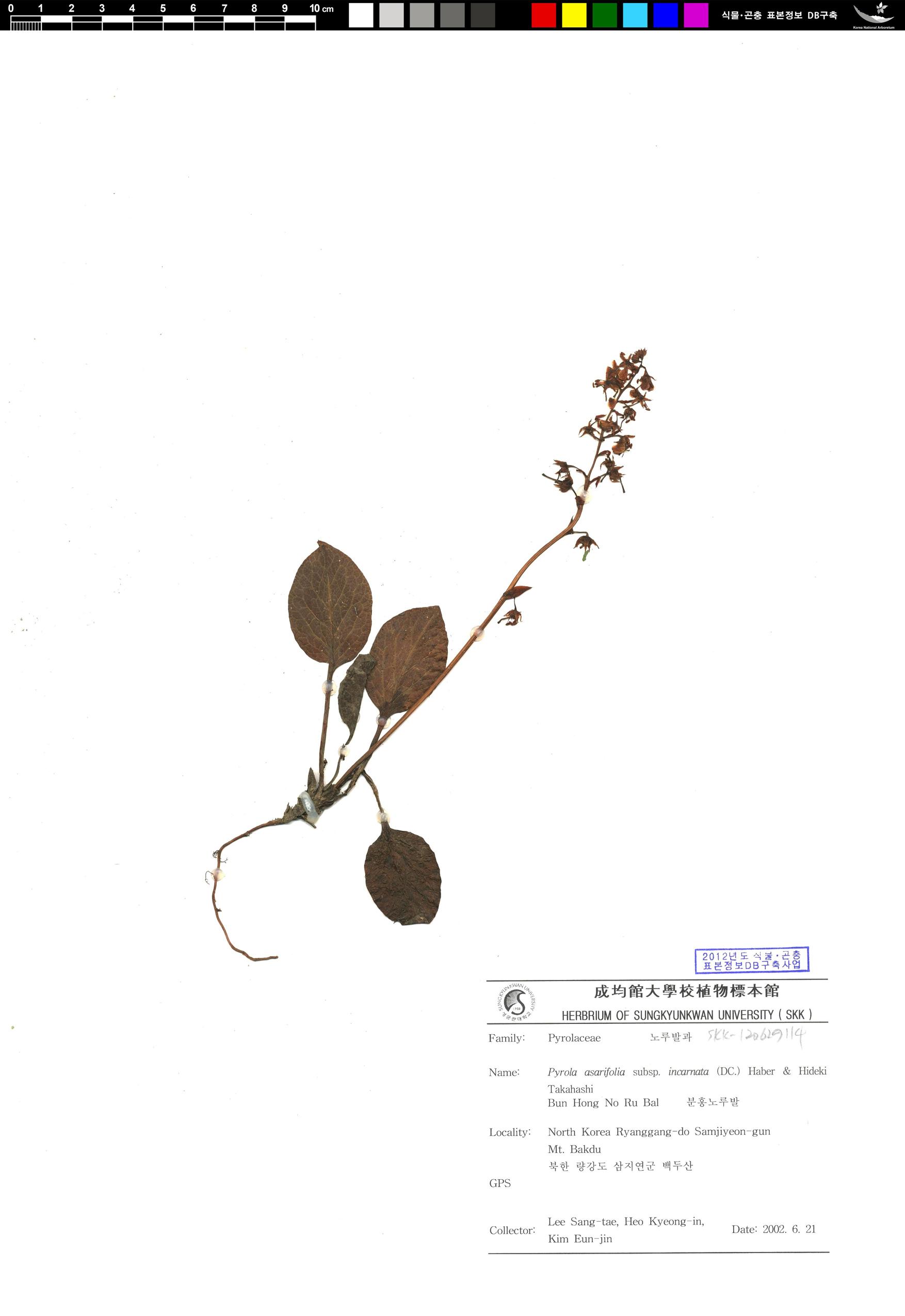 분홍노루발 이미지