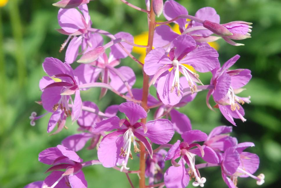 분홍바늘꽃 이미지