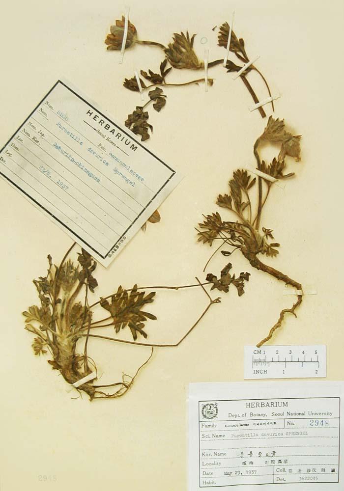 분홍할미꽃 이미지