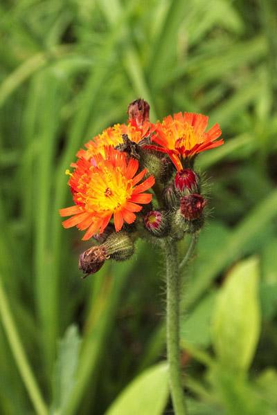 불꽃씀바귀 이미지