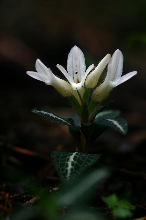 붉은사철란 이미지