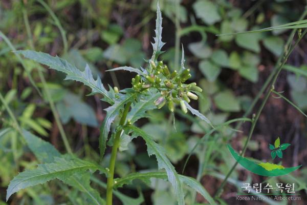 붉은서나물 이미지