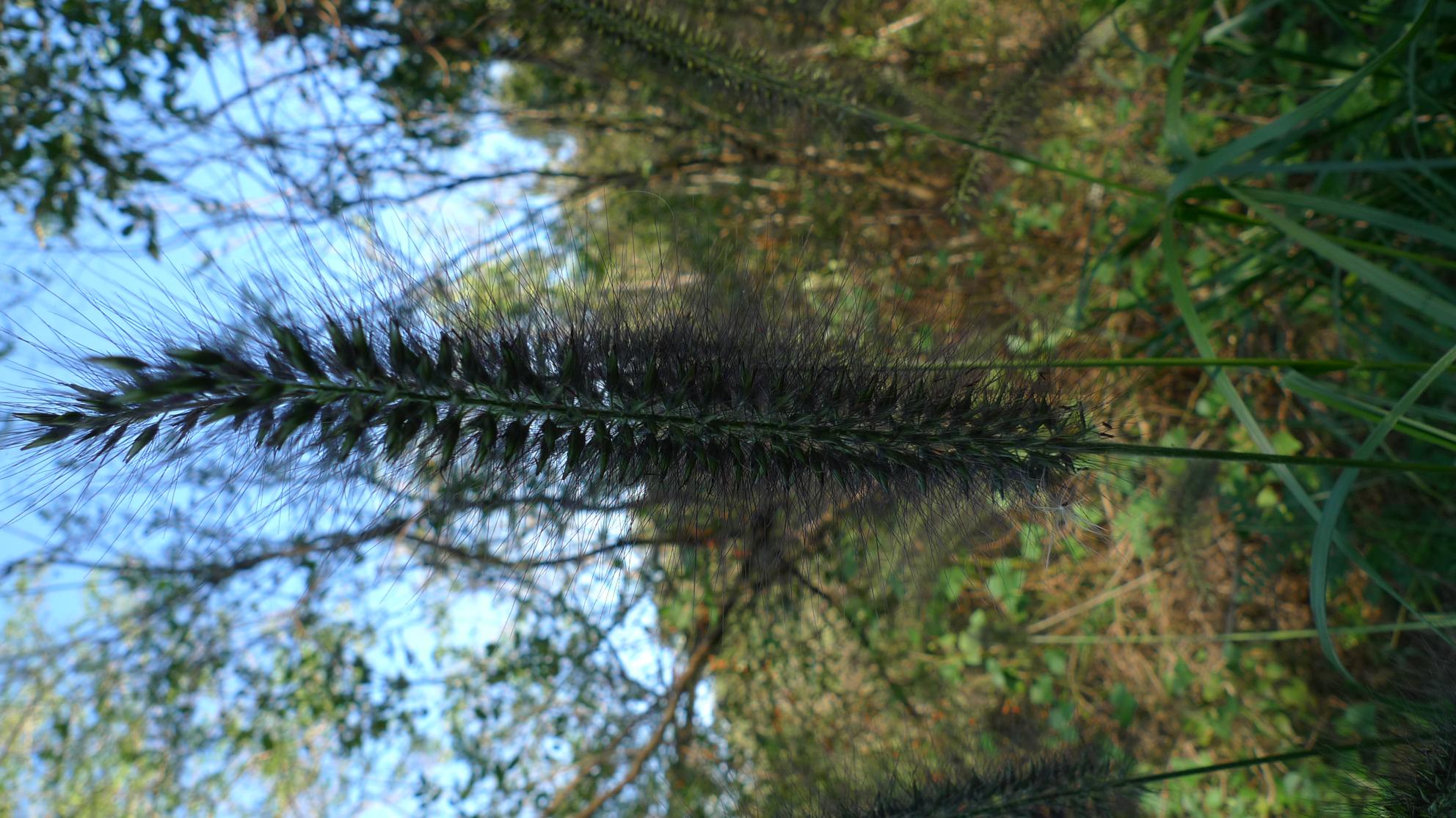 붉은수크령 이미지