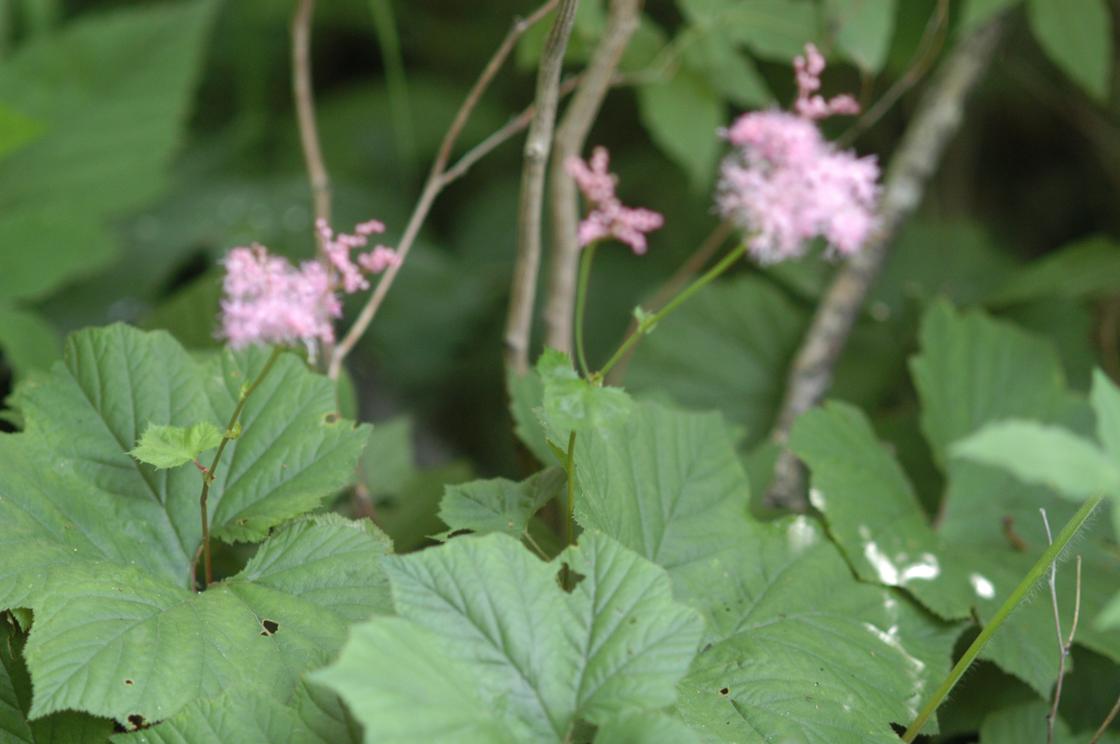 붉은터리풀 이미지