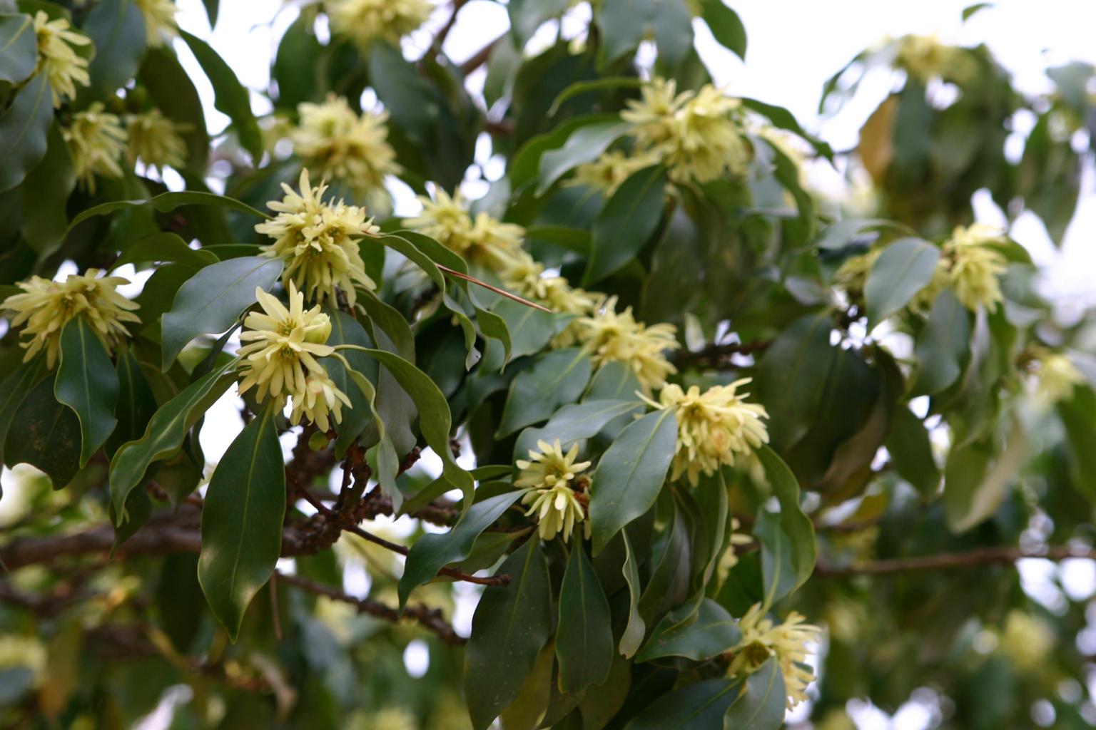 붓순나무 이미지