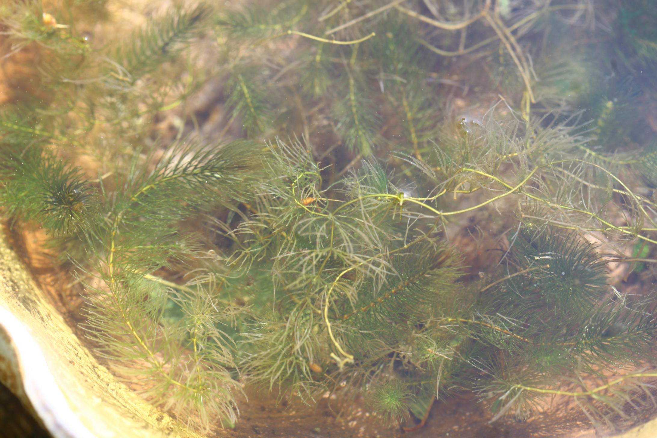 붕어마름 이미지