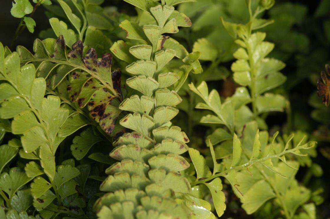 비고사리 이미지