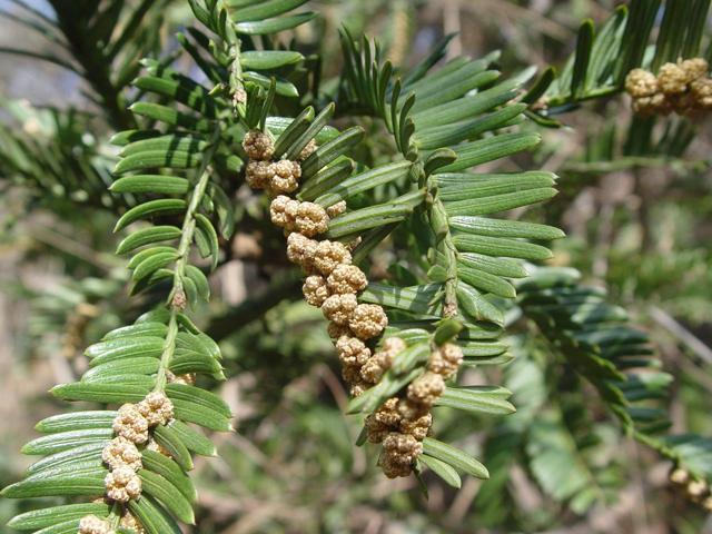 비자나무 이미지