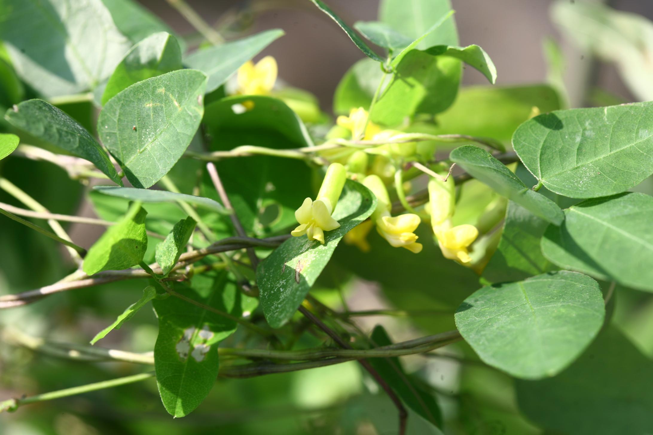 비진도콩 이미지