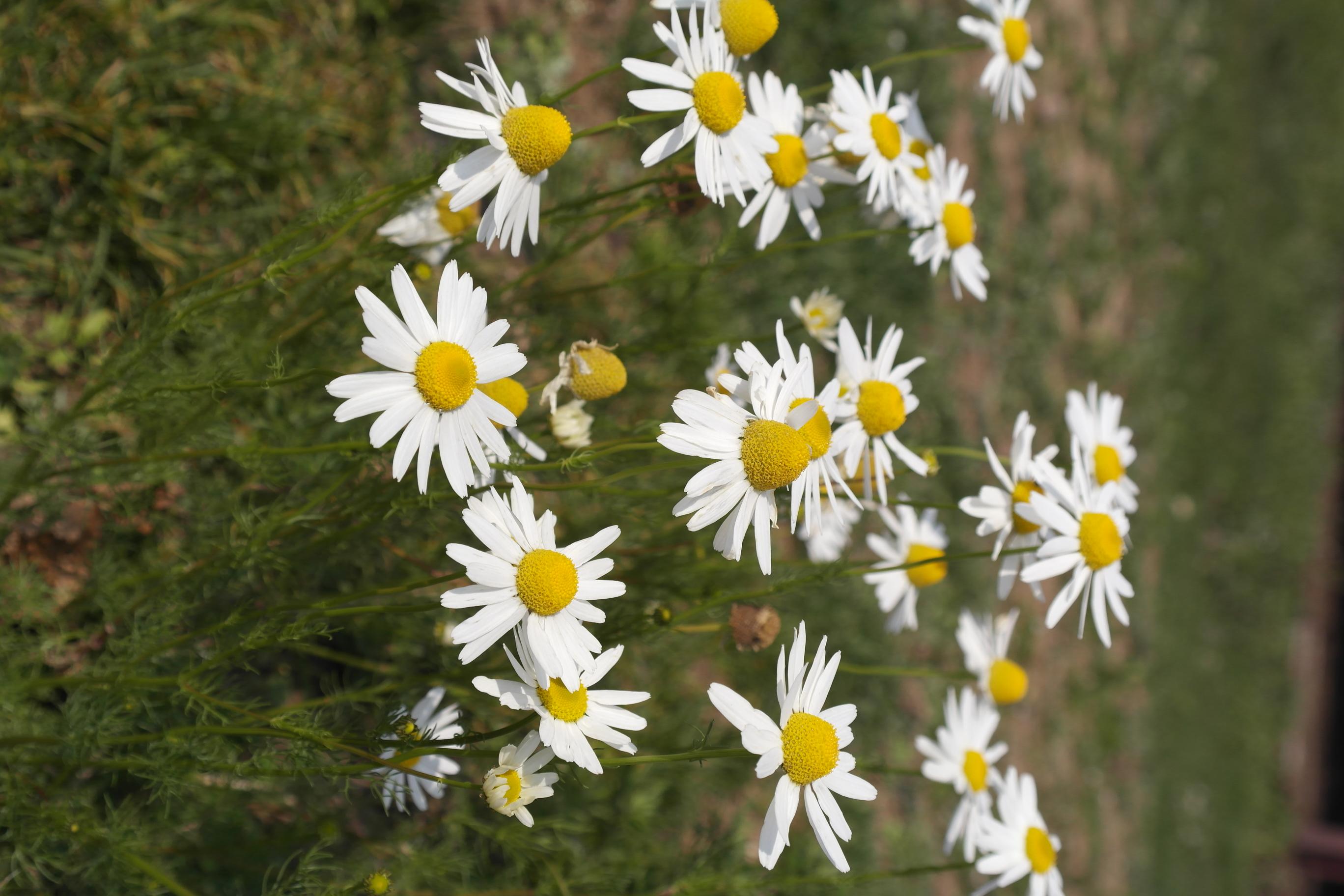 개꽃아재비 이미지