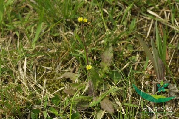 뽀리뱅이 이미지