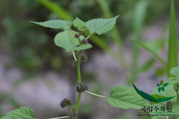 뽕모시풀 이미지