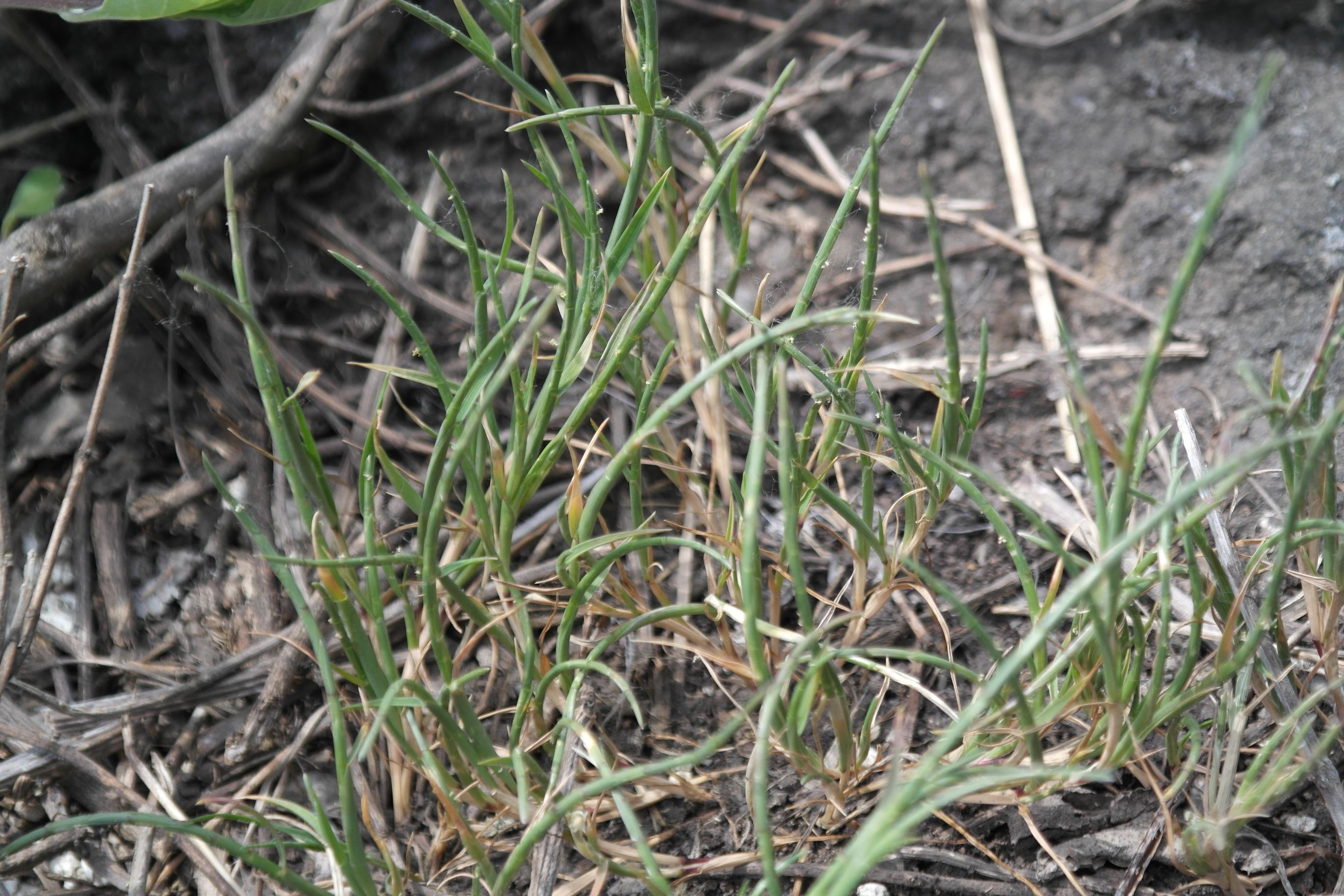 뿔이삭풀 이미지