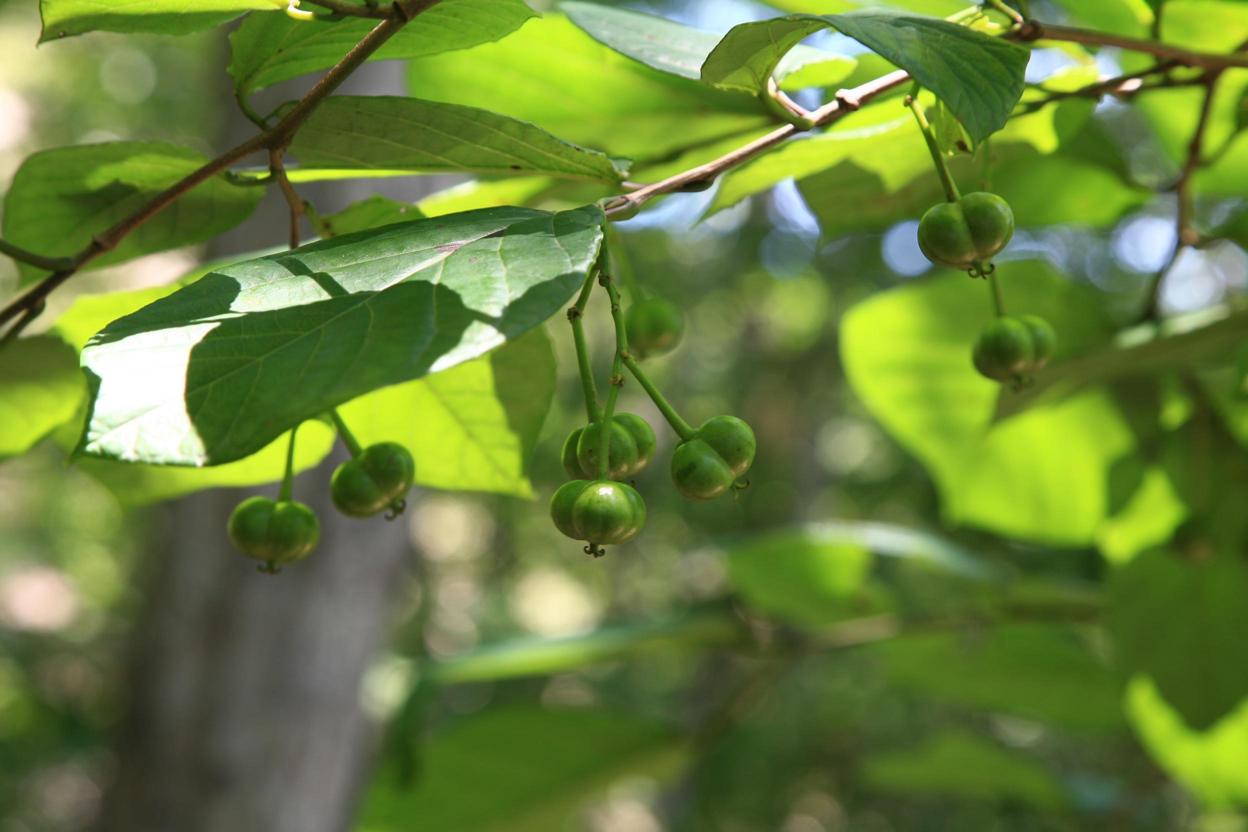 사람주나무 이미지