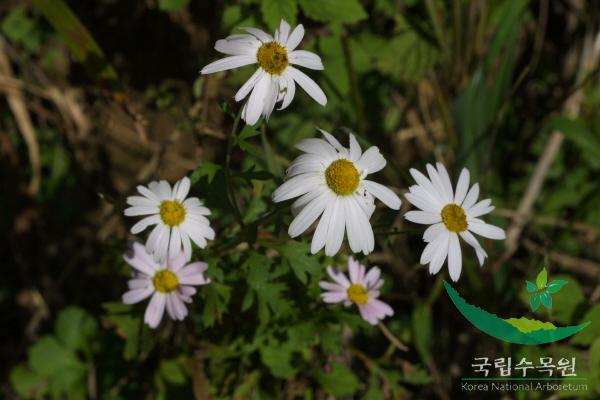 산구절초 이미지