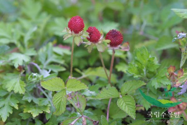 산뱀딸기 이미지