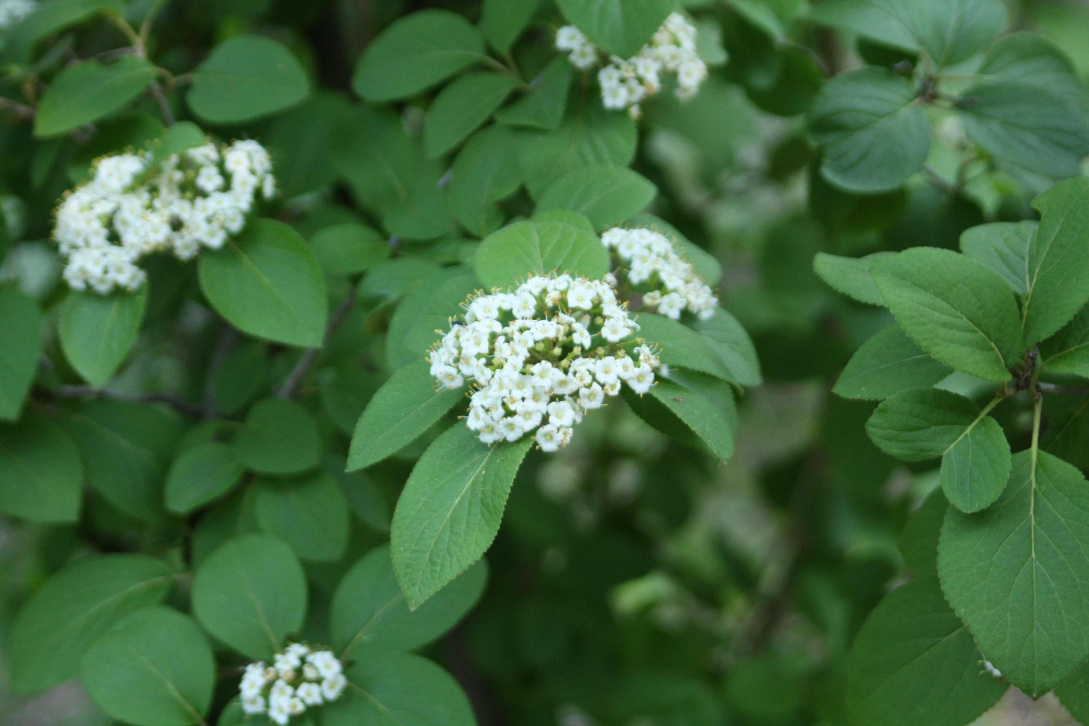 산분꽃나무 이미지