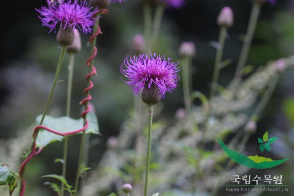 산비장이 이미지