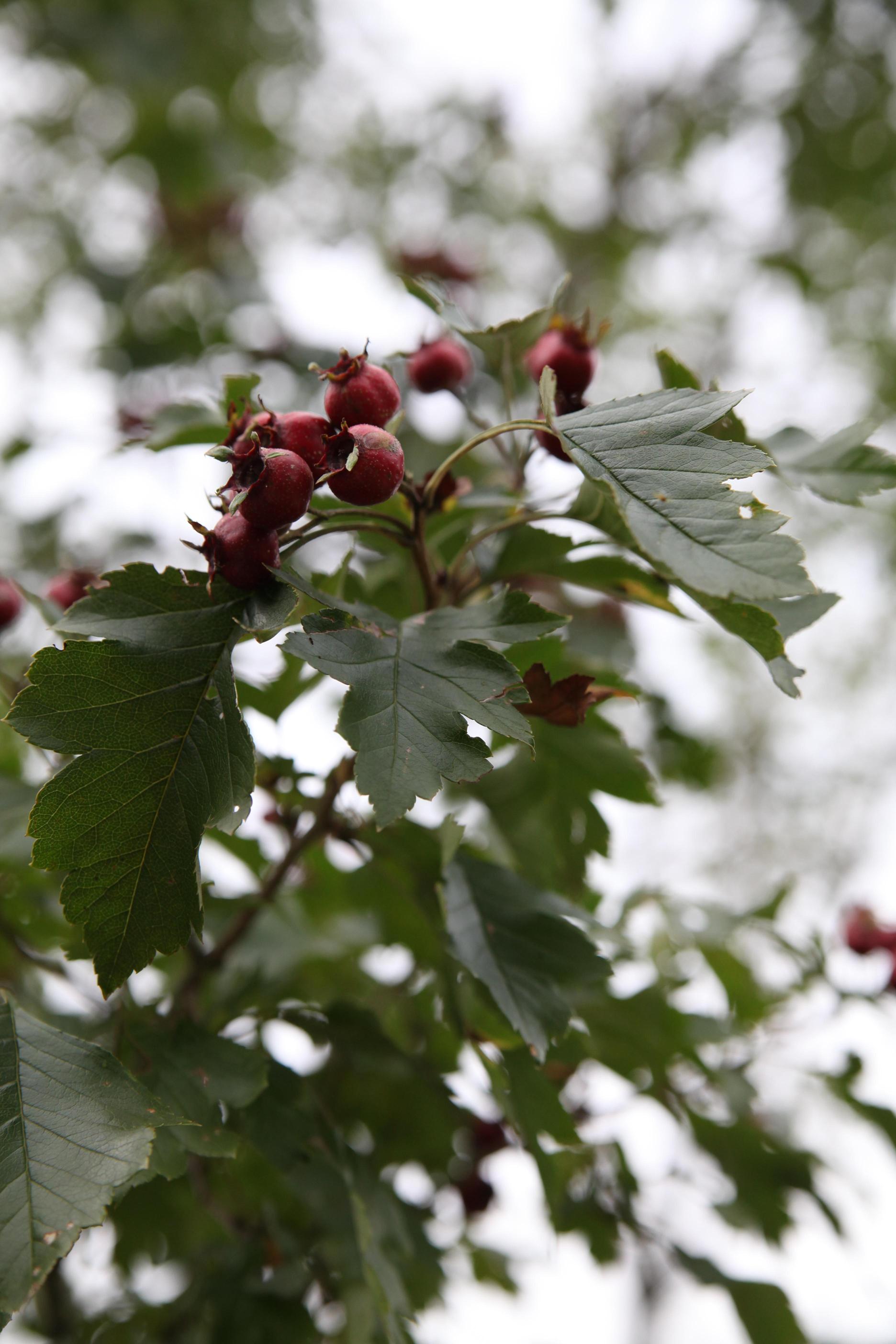 산사나무 이미지