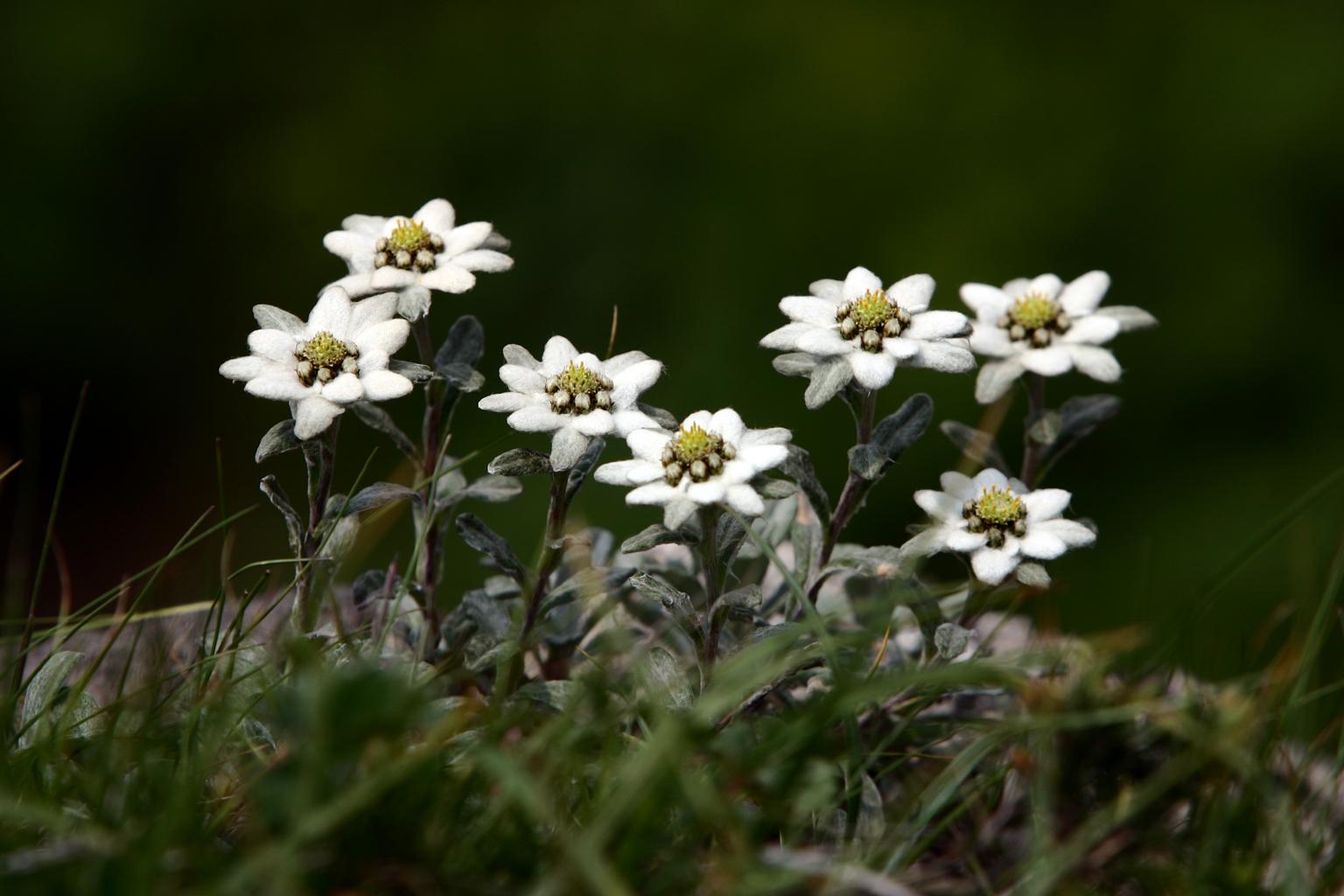 산솜다리 이미지
