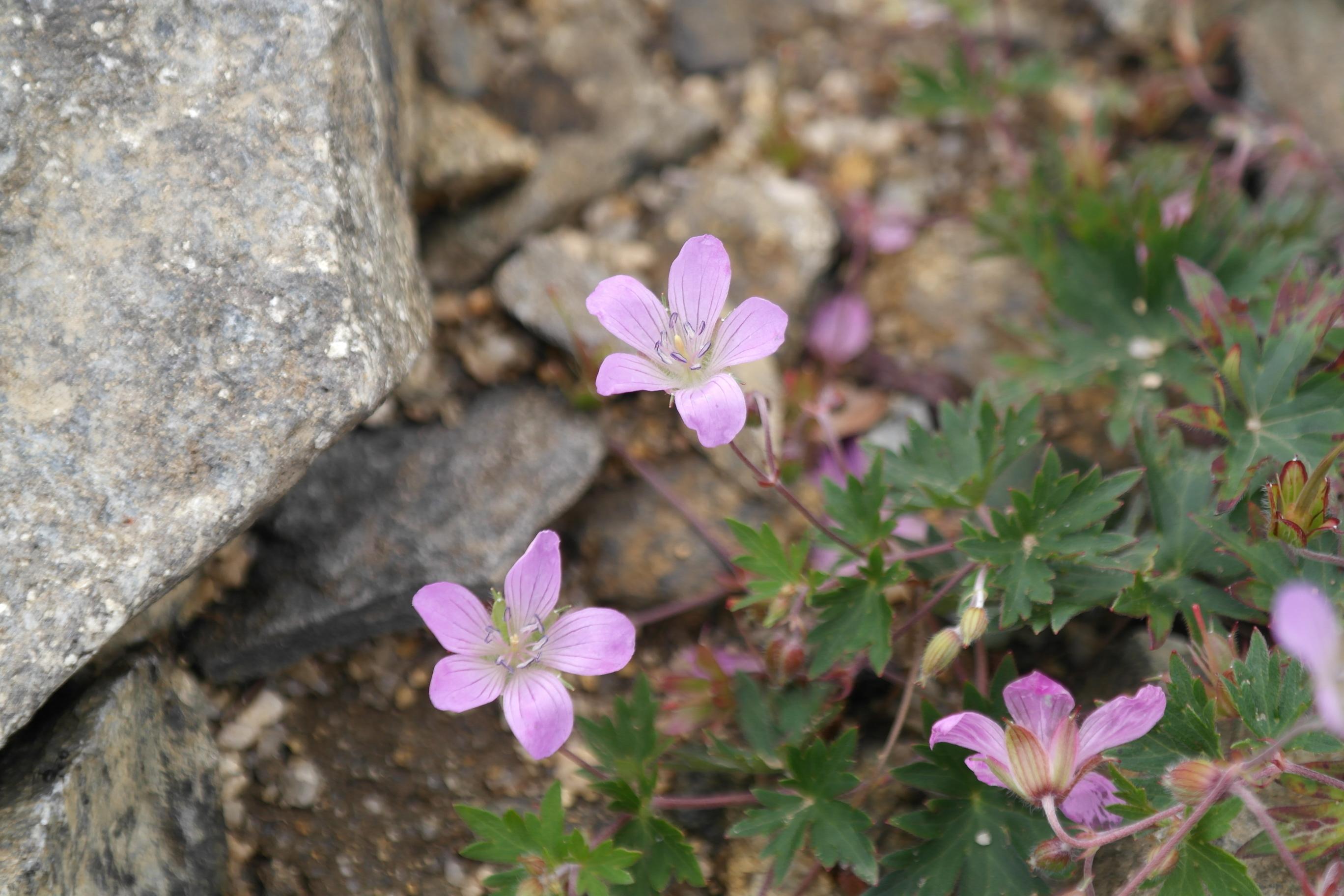 산쥐손이 이미지