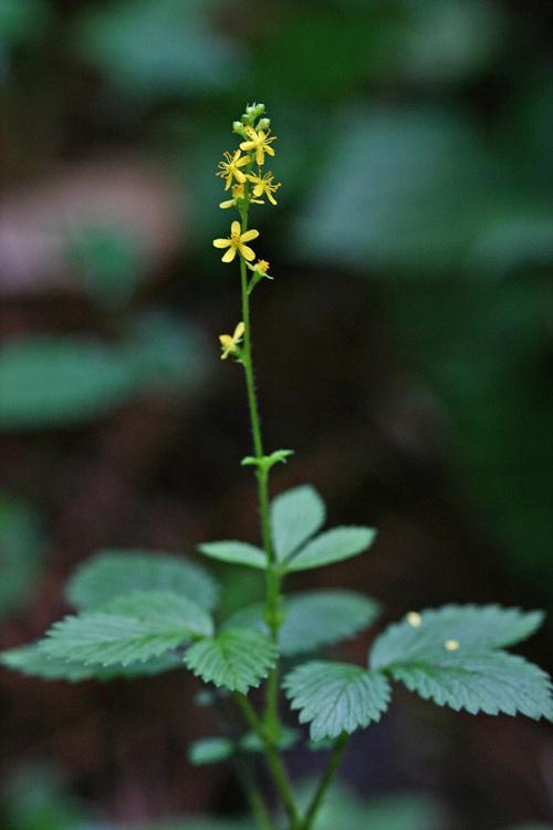 산짚신나물 이미지