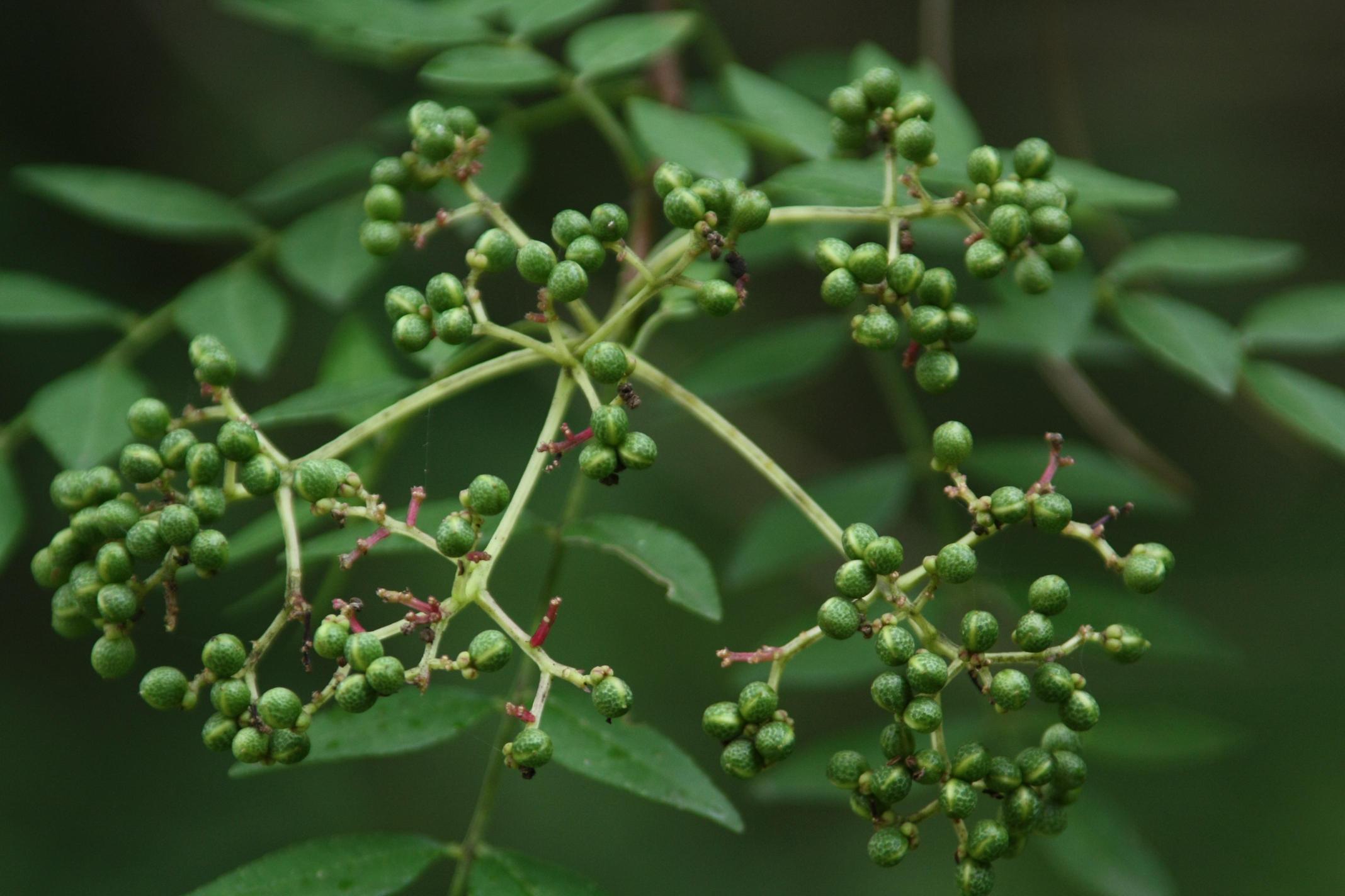 산초나무 이미지