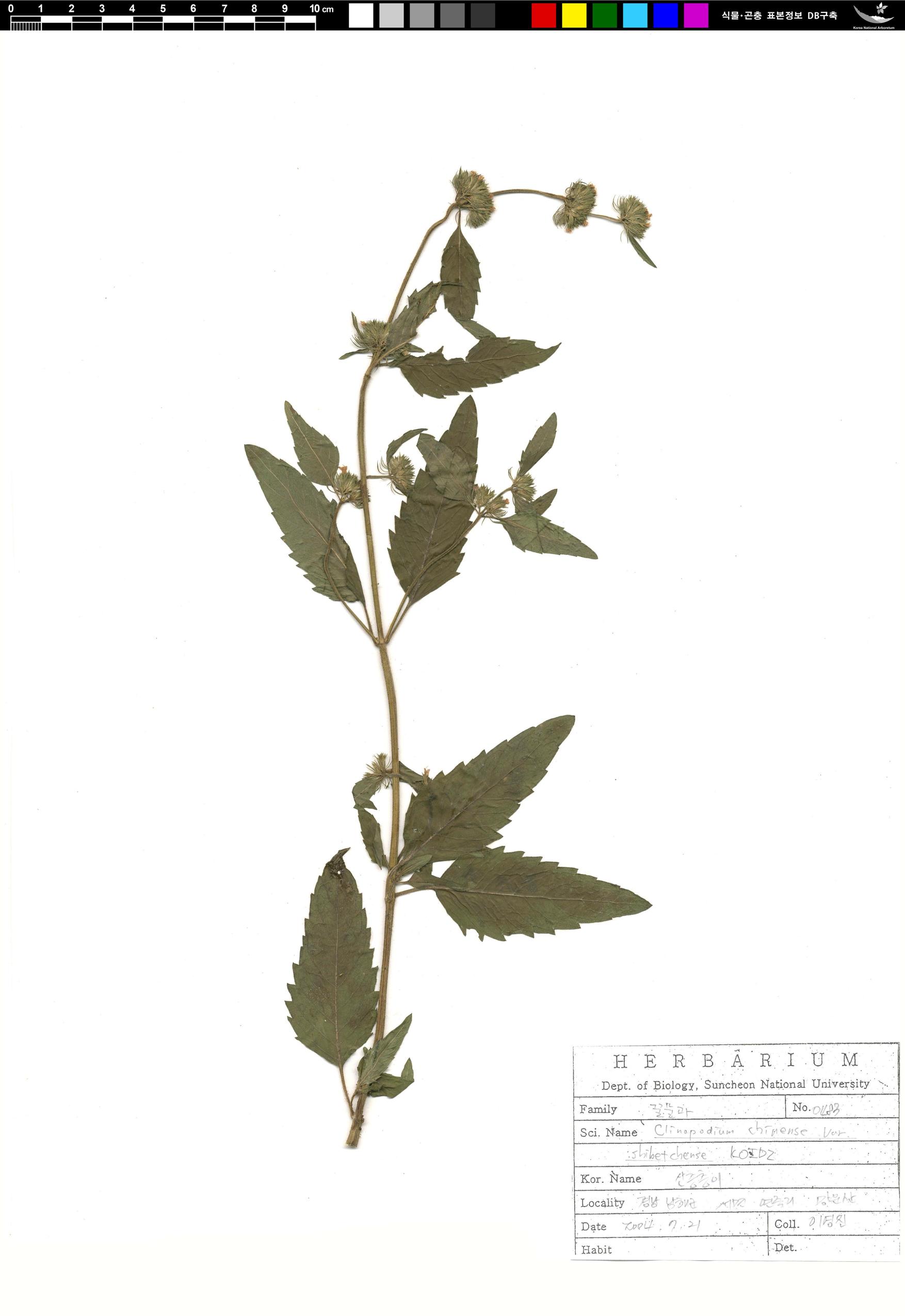 산층층이 이미지