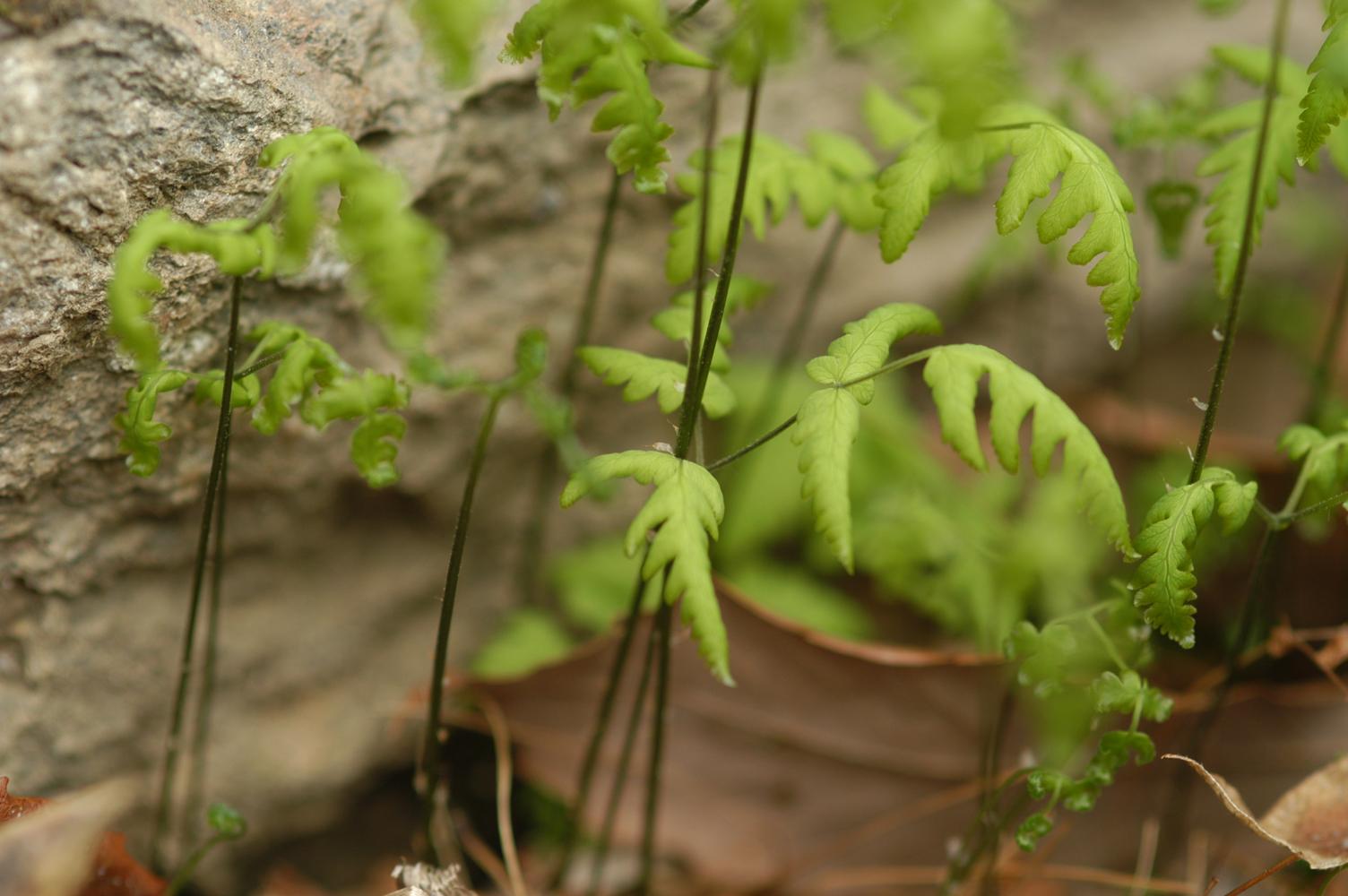 산토끼고사리 이미지