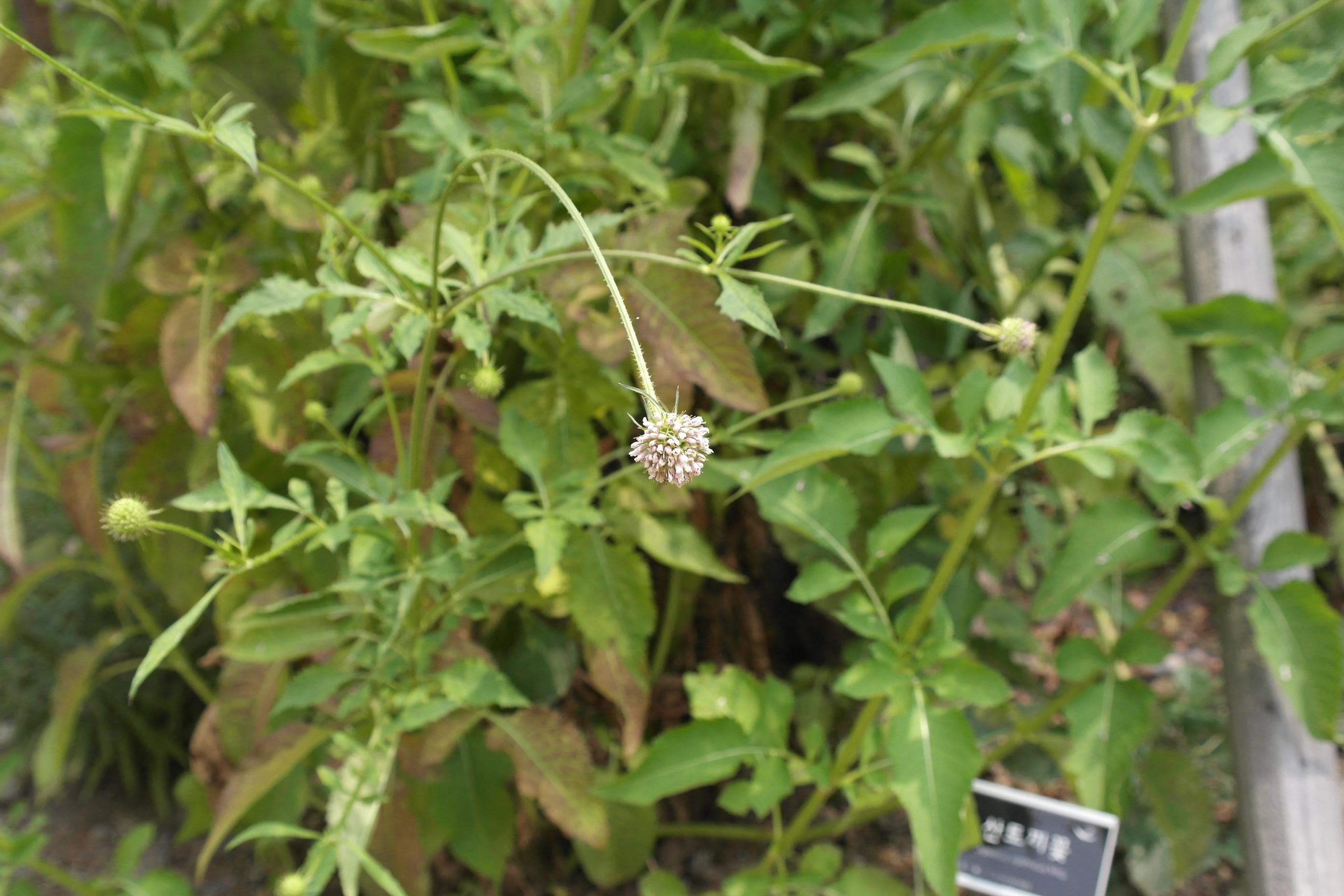 산토끼꽃 이미지