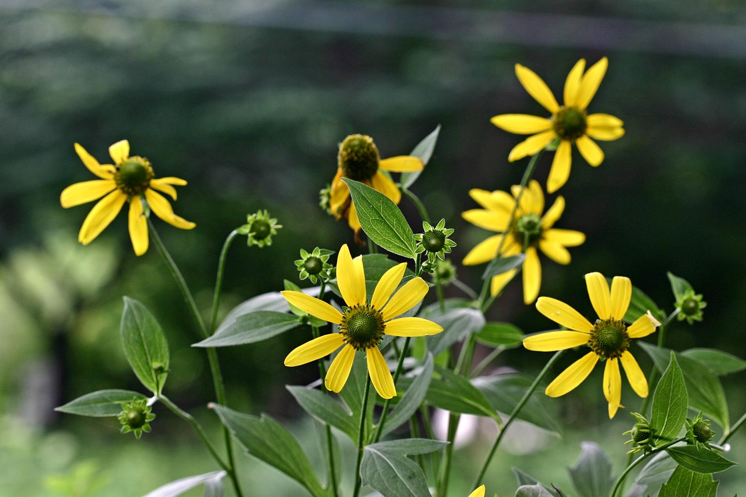 삼잎국화 이미지