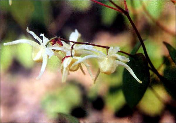 삼지구엽초 이미지