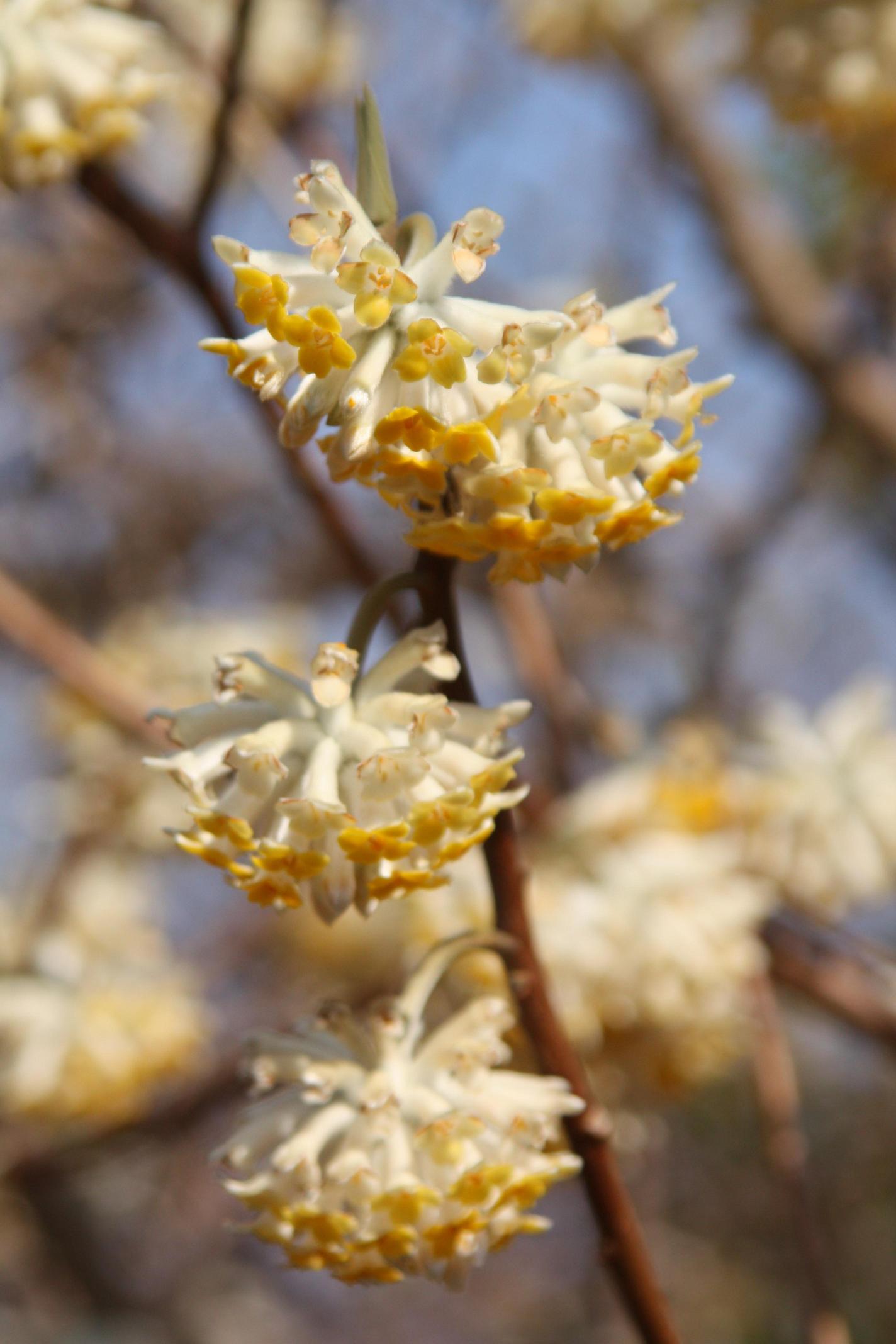 삼지닥나무 이미지