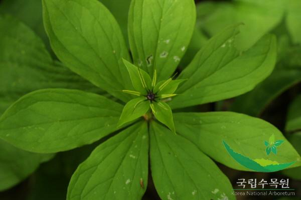 삿갓나물 이미지