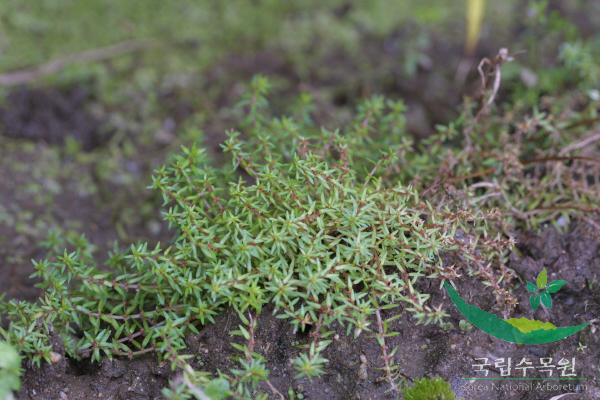 가는마디꽃 이미지