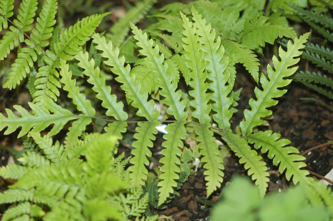 새깃아재비 이미지