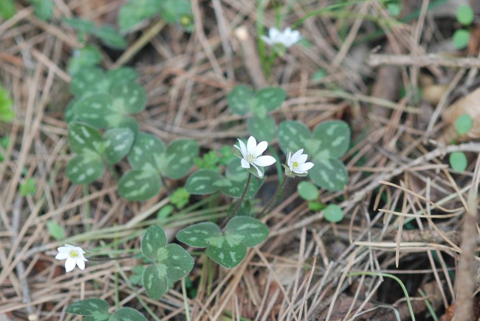 새끼노루귀 이미지