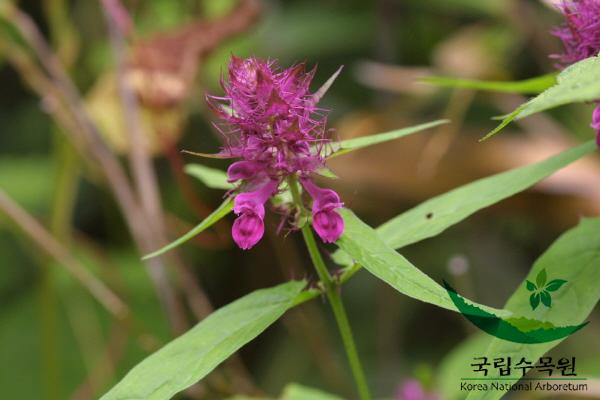 새며느리밥풀 이미지