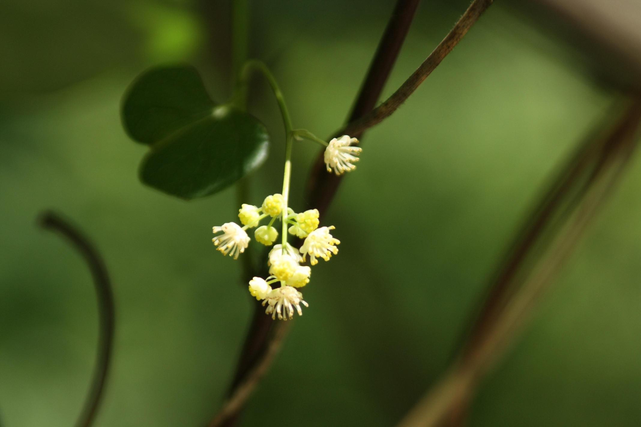 새모래덩굴 이미지