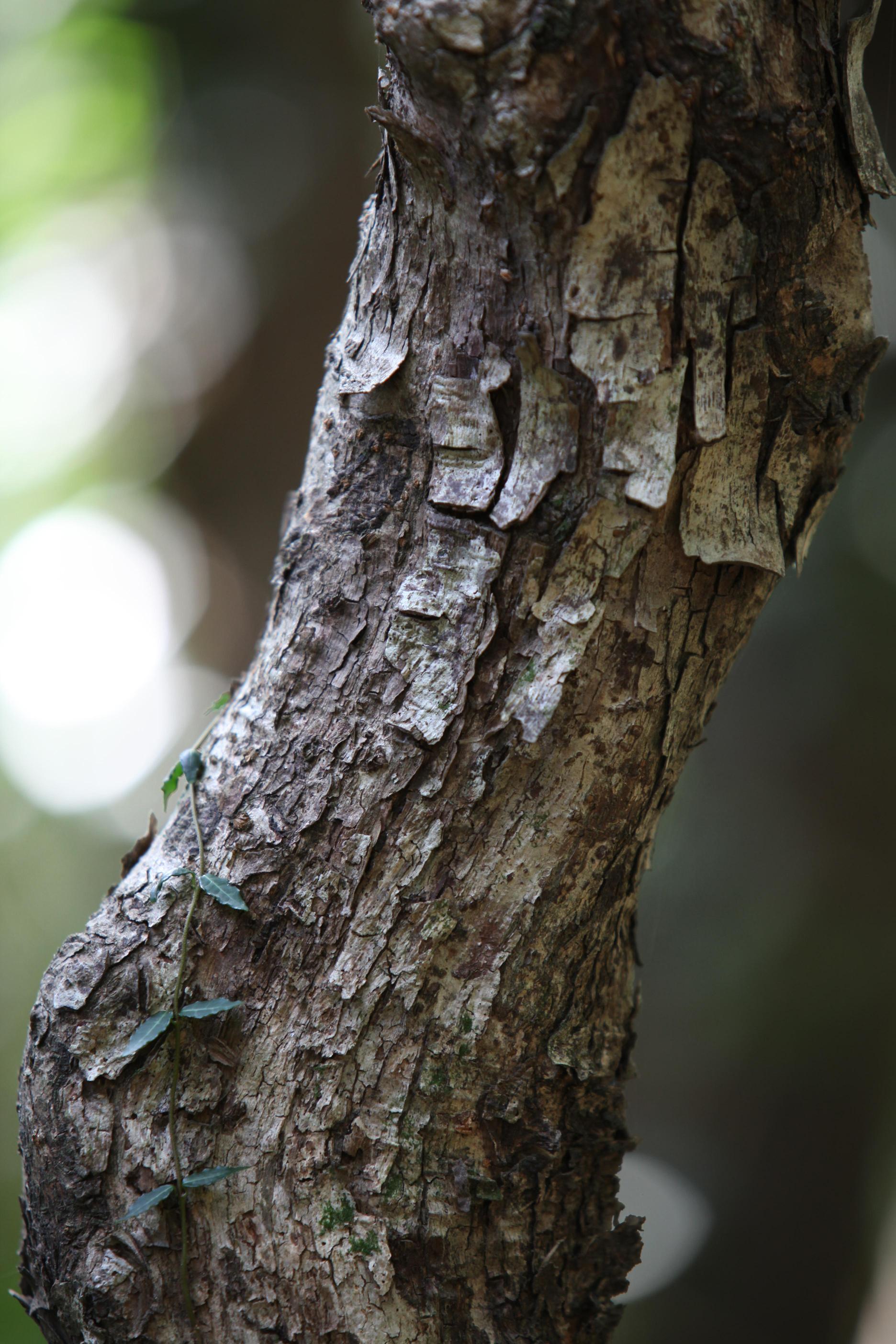 새우나무 이미지