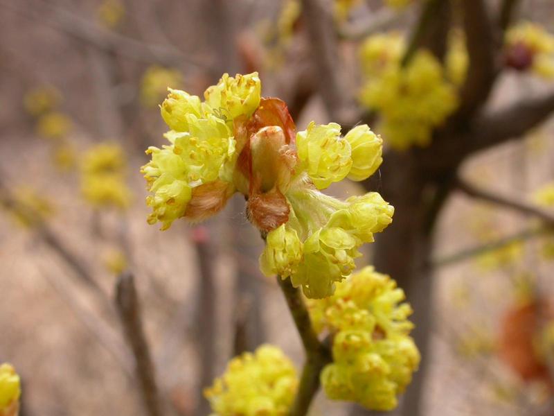 생강나무 이미지