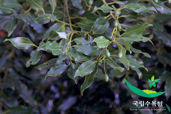 생달나무 이미지