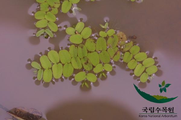 생이가래 이미지