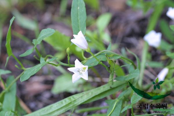 서양메꽃 이미지
