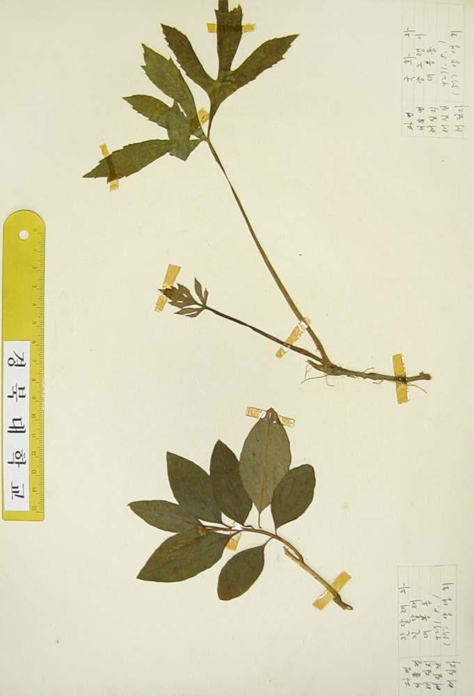 서양벌노랑이 이미지